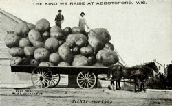 Tall-Tale Postcard - Plenty Potatoes, 1912.