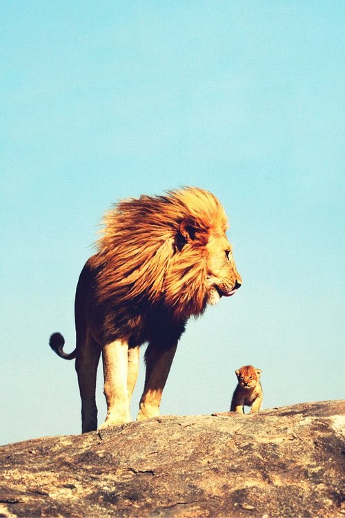 Animals ♥   @weheartit.com http://whrt.it/UFqC55