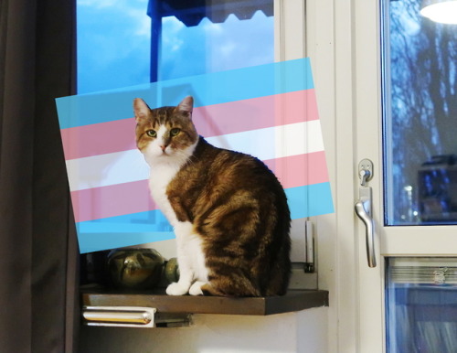 realtransfacts: My cat supports trans people. Does yours??