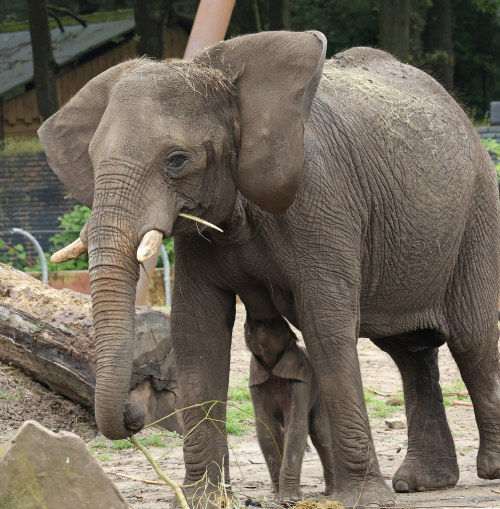 In this picture from Ouwehands Dierenpark, it’s feeding time! A mother packy snacks on some br