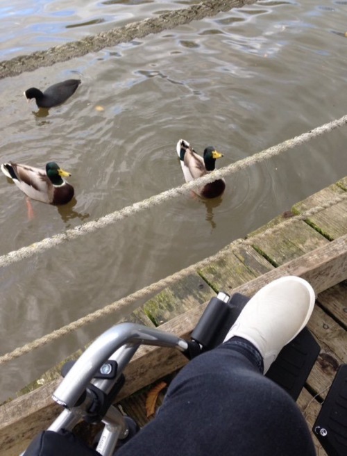 Via Twitter user @ bethanyhurts &ldquo;from when my family and i went to a wetland park! https: