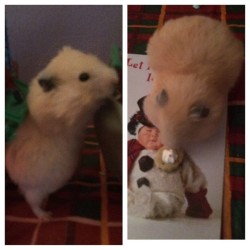 This is probably going to be the last Christmas my little guy has due to his tumor but I couldn&rsquo;t not take some holiday inspired pics of him as I always have.   Cherish your little family members while you can! 🐹🎄.   #chunkygero #holidayhamsters