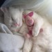 ccorvo:cats with ur best friends! 