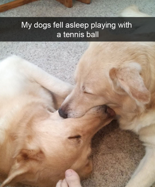 wwinterweb:Funny Dog Snapchats (see 12 more)