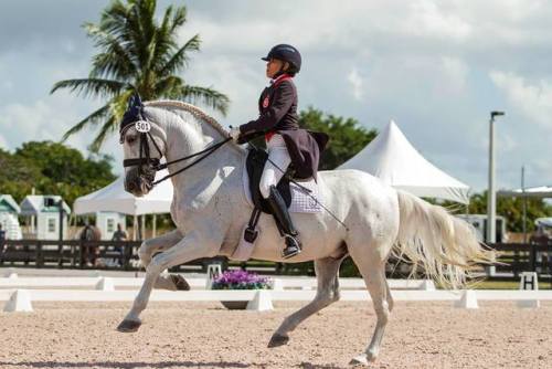 Esmaltado IVAndalusian, Gelding15.3hhBorn 1999