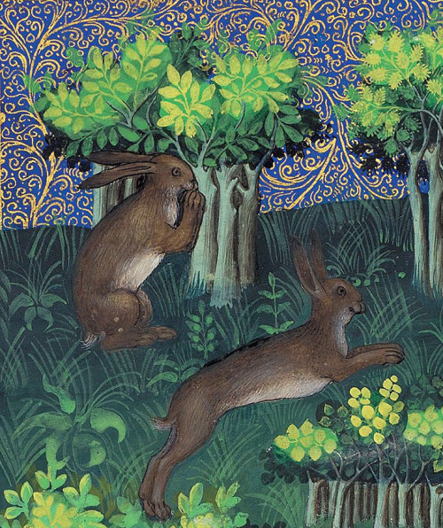 haresGaston Phoebus, Le Livre de la chasse, Paris ca. 1407NY, Morgan, MS M. 1044, fol. 15v