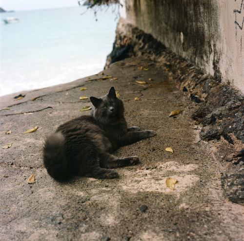 Beach Cat, Lanikai, Oahu, Hawaii