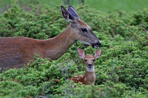 Fawn Memories - White-tailed deer by JimCumming