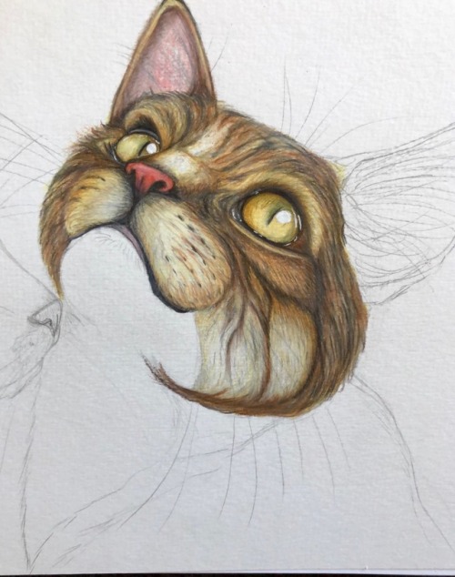 sherlockisthebest: Currently working on a drawing of my cat(s) as a birthday present for my Mom.