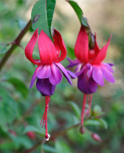blooms-and-shrooms:        Fushia by Mary Shattock     