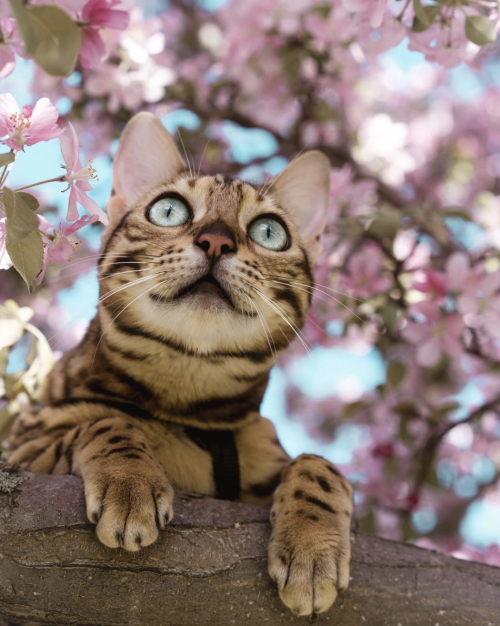 animals-addiction: Meet the adventure cat “Sukiicat”