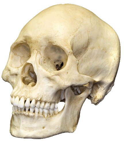 XXX Transparent human skull photo