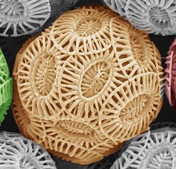 mucholderthen:The Phytoplankton Emiliania huxleyi Coccospheres up close and personalIMAGES: Natural 
