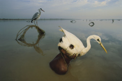 unrar:  Mohanis fishermen catch herons in the Indus River. They sneak up on unsuspecting birds by wearing headgear made of heron as a decoy. Birds are caught for food, as well as for sale and to be trained. Pakistan, Randy Olson. 
