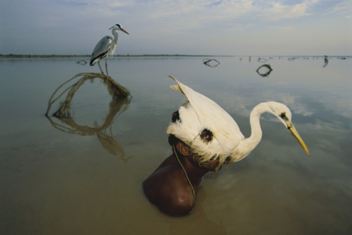 unrar: Mohanis fishermen catch herons in the Indus River. They sneak up on unsuspecting birds by wea