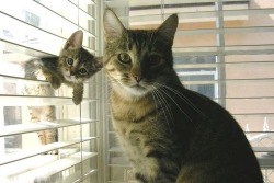 Awwww-Cute:  Cat Teaching Kitten How To Break And Enter (Source: Http://Ift.tt/2Enc2Bx)