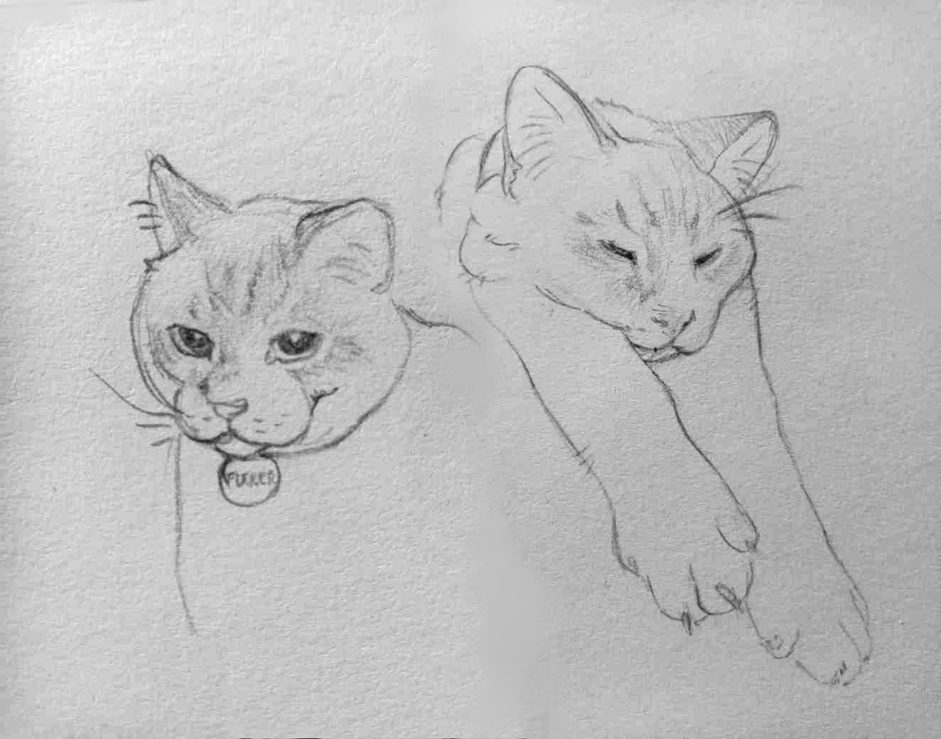 A couple of pencil portraits of a cat with stripes on his face and darker ears. In the first one it's just him looking at the camera. He has a badge that says fucker. The second drawing shows him with his paws stretched, laying his head on them