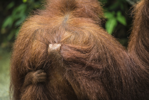 Baby Orangutan.