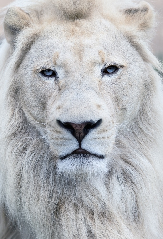 imdaddydominance:  the-heart-of-the-lion:  THE BEST OF MEMORIAL DAY CELEBRATION WEEKENDS