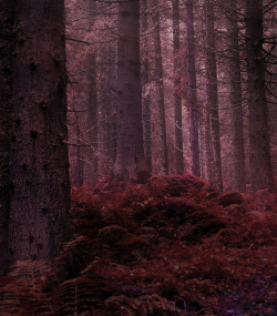  viα eyesfornature: Forest in the morning