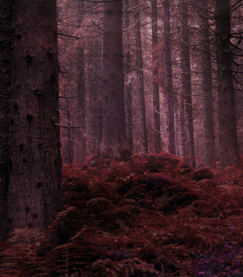  viα eyesfornature: Forest in the morning by Nazar Zhovnirchyk 