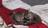 onionrimgs:tomatomagica:tomatomagica:SQUISHING HERthey are soggySequel: Squishing