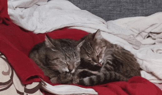 onionrimgs:tomatomagica:tomatomagica:SQUISHING HERthey are soggySequel: Squishing