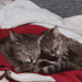 onionrimgs:tomatomagica:tomatomagica:SQUISHING HERthey are soggySequel: Squishing