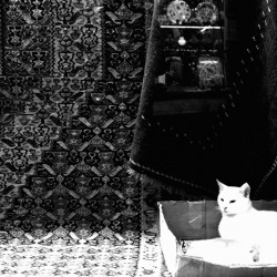 optichron:  White Cat In The Window / Istanbul, Turkey / Aug. 2014