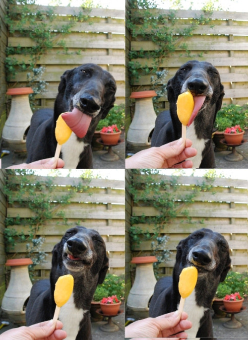 kpopular-university:  shutupaubrey:  snoop dogg enjoys a nice refreshing popsicle on a hot summer day  BRUHHHHHH 