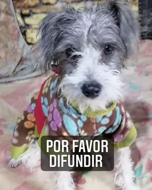 Se encontró esta perrita perdida en San Bernardo, no tiene chip Sector de calle Alfonso Donos