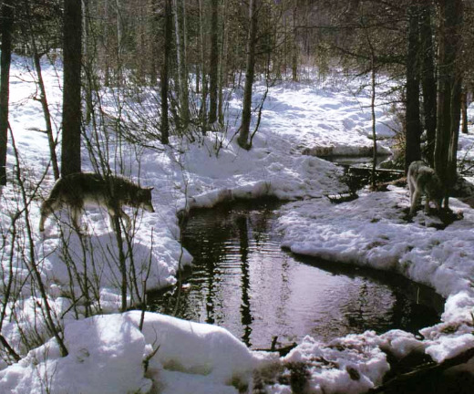 wolveswolves:  Sawtooth pack wolves by Jim and Jamie Dutcher