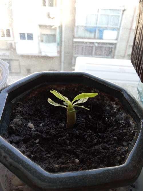 19/May/2016My little greenhouse on the balcony! In the purple seedbed there is basil, look how much 