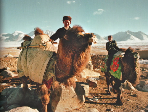pompeivsmagnvs:  Bactrian Camels being used as pack animals in the Pamir.