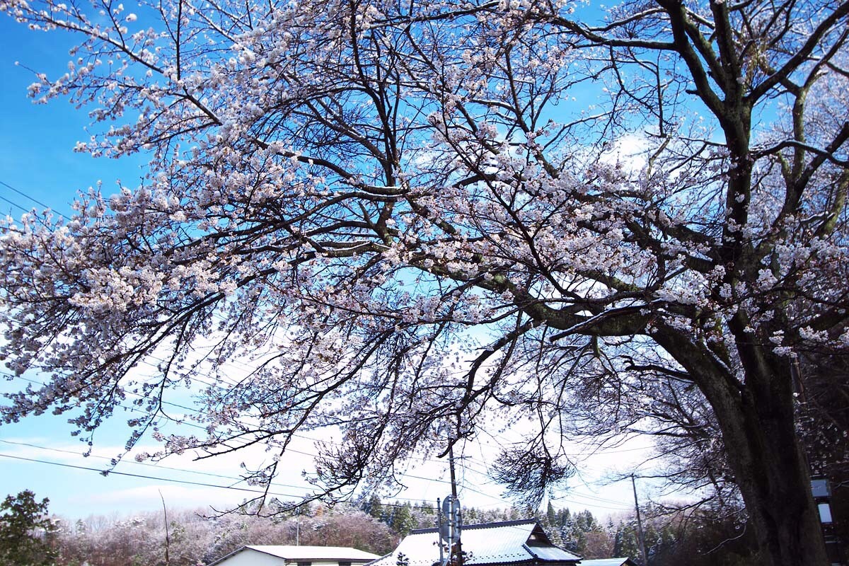 zekkei-beautiful-scenery:  Cherry blossoms and snow falling in #Japan  桜舞い散る雪が降る