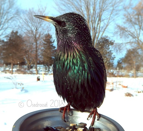 elodieunderglass: angelsintheslips: thecringeandwincefactory: ostdrossel: Starlings are weird. So pe