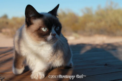 tardthegrumpycat:  The Daily Grump | January