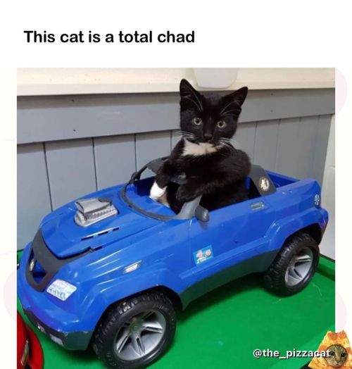 Total chad cat . @catnamedpizza @the_catnamedcheeto @catsonsnacks @chonksdoingthings. . . #cat #in