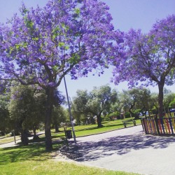 almademariposa:  Mi árbol preferido #morado #mayo #primavera