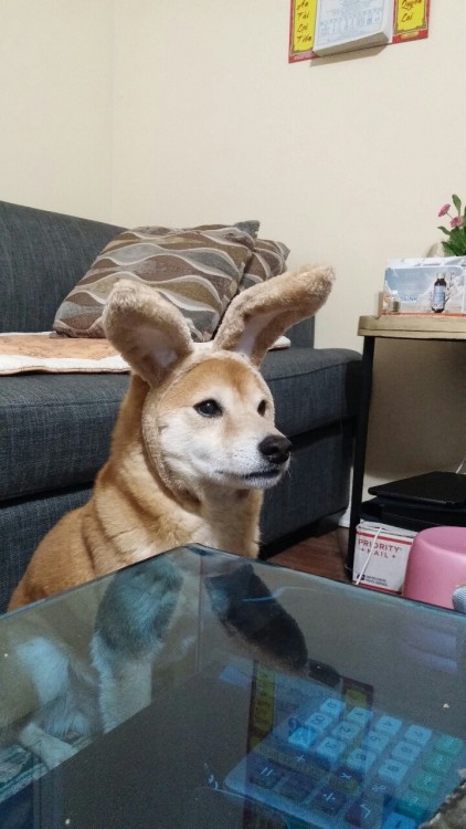 itsmellyshine:This is my doge named Akira, also known as Bunbun.