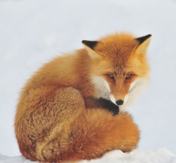 beautiful-wildlife:  Fox by Kikorin Kitanohotaruya