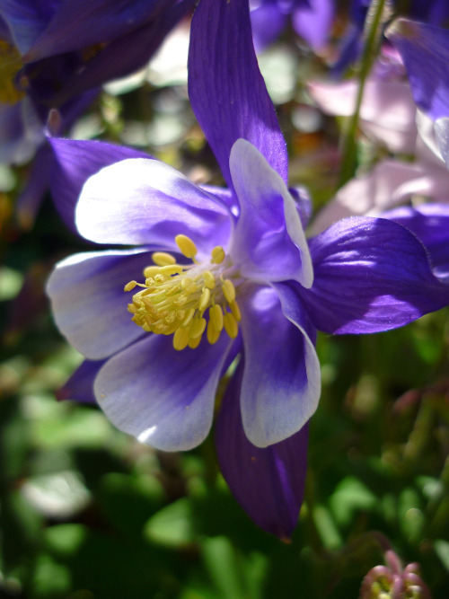 aquilegia vulgaris commonly known as columbine or granny&rsquo;s bonnet