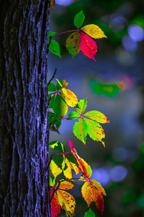 gyclli:  ~~Luminous Leaves ~ (autumn aspen leaves)  by Brian Stevens   fineartamerica.com 