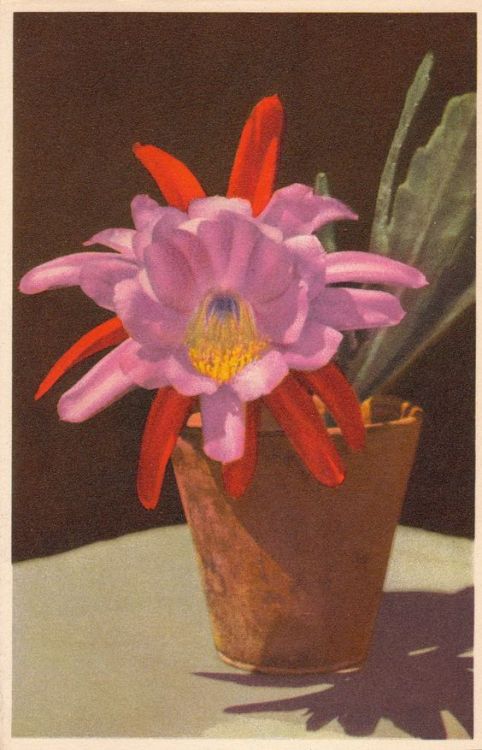 cactus-in-art:A 1940s postcard: A Cactus Flower