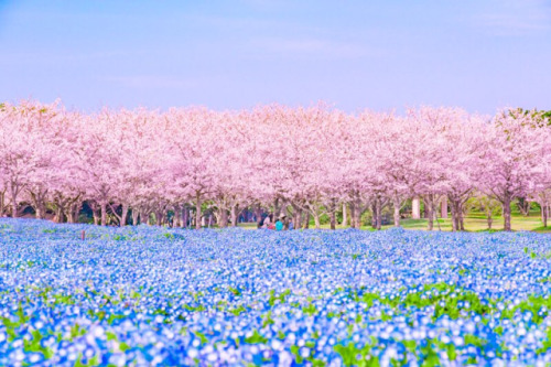 blondebrainpower:  puraten10 visited Uminonakamichi Seaside Park, in Fukuoka City and his timing couldn’t have been better. Not only were the Cherry blossoms in full bloom, the park’s fields of Nemophila flowers had also begun to open, adding a second
