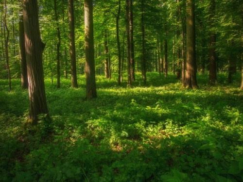 Morning in the forest by Viktor Tulbanov www.instagram.com/viktor_tulbanov