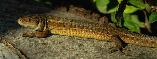 Hit a particularly rich vein of wildlife at sundown last Sunday - walking a fenceline festooned with