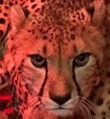 amanda-fior:   For the first time in Saint Louis Zoo history, a cheetah has given