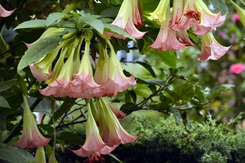 avant-garth:Brugmansia arboreaThese pretty and hallucinogenicplants are used in shamanic ceremonies.