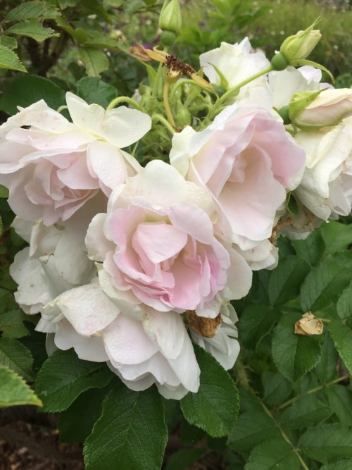 drowsydeer: went to a rose garden today